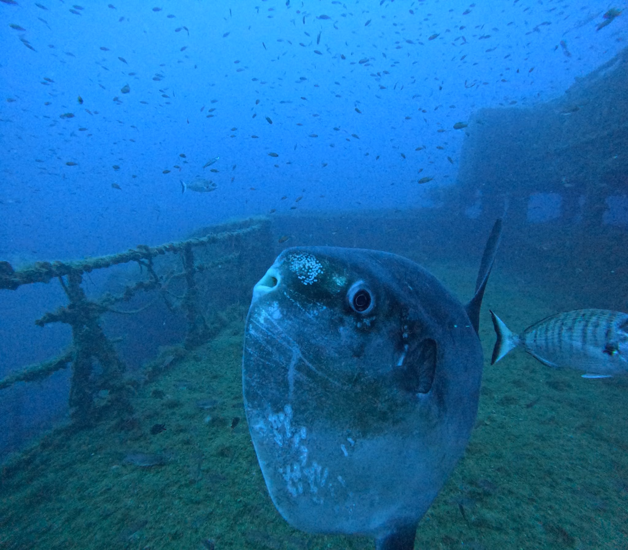 Poisson-lune au-dessus d'une épave