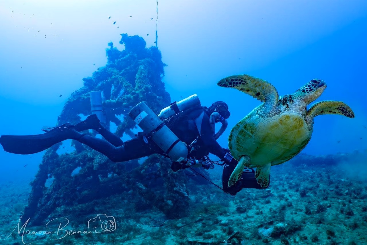 Plongeur et tortue sur une épave