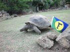 La Tortue de l'Empereur